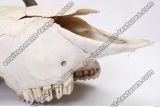 Photo Reference of Animal Skull